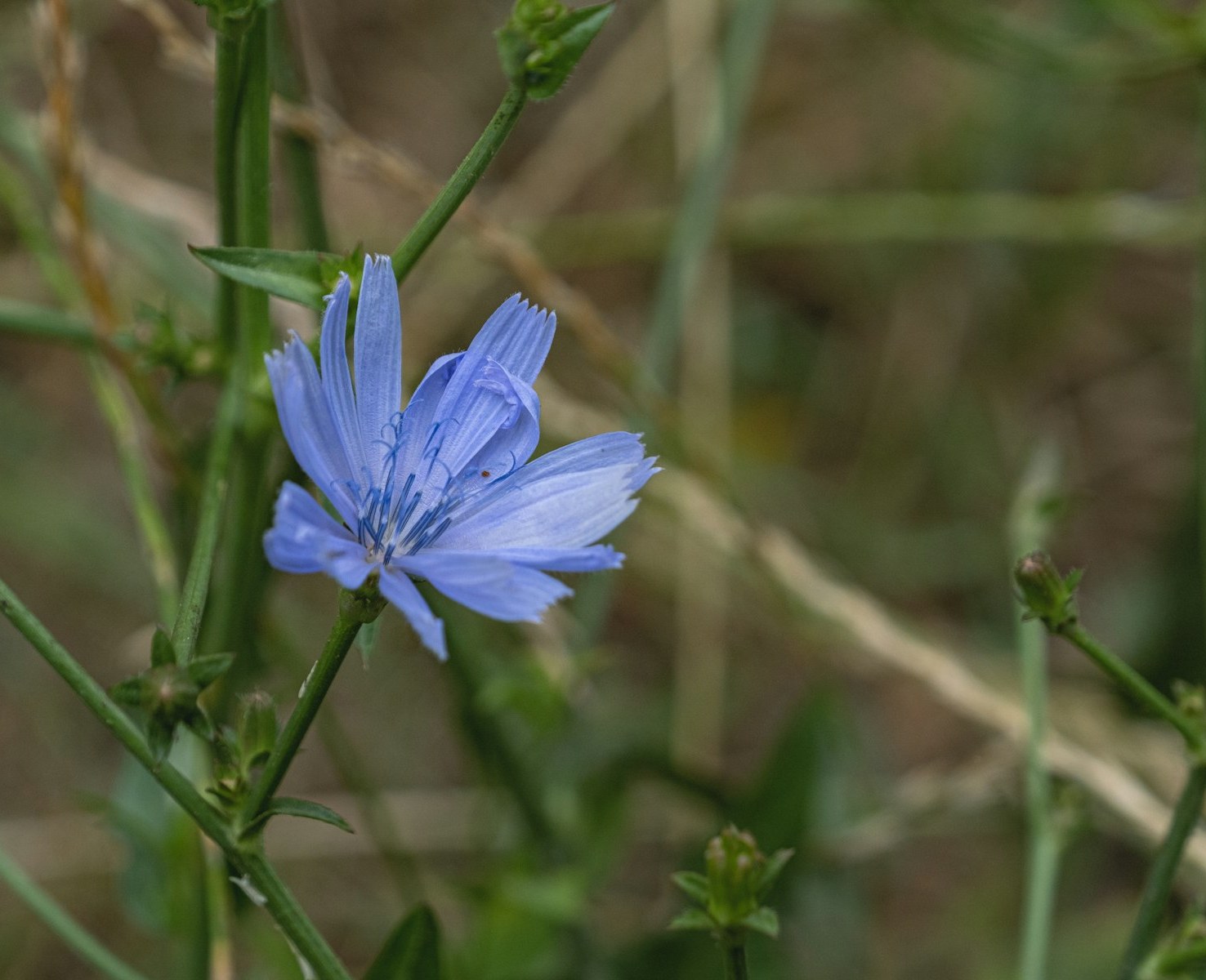 Zichorienblüte im Feld