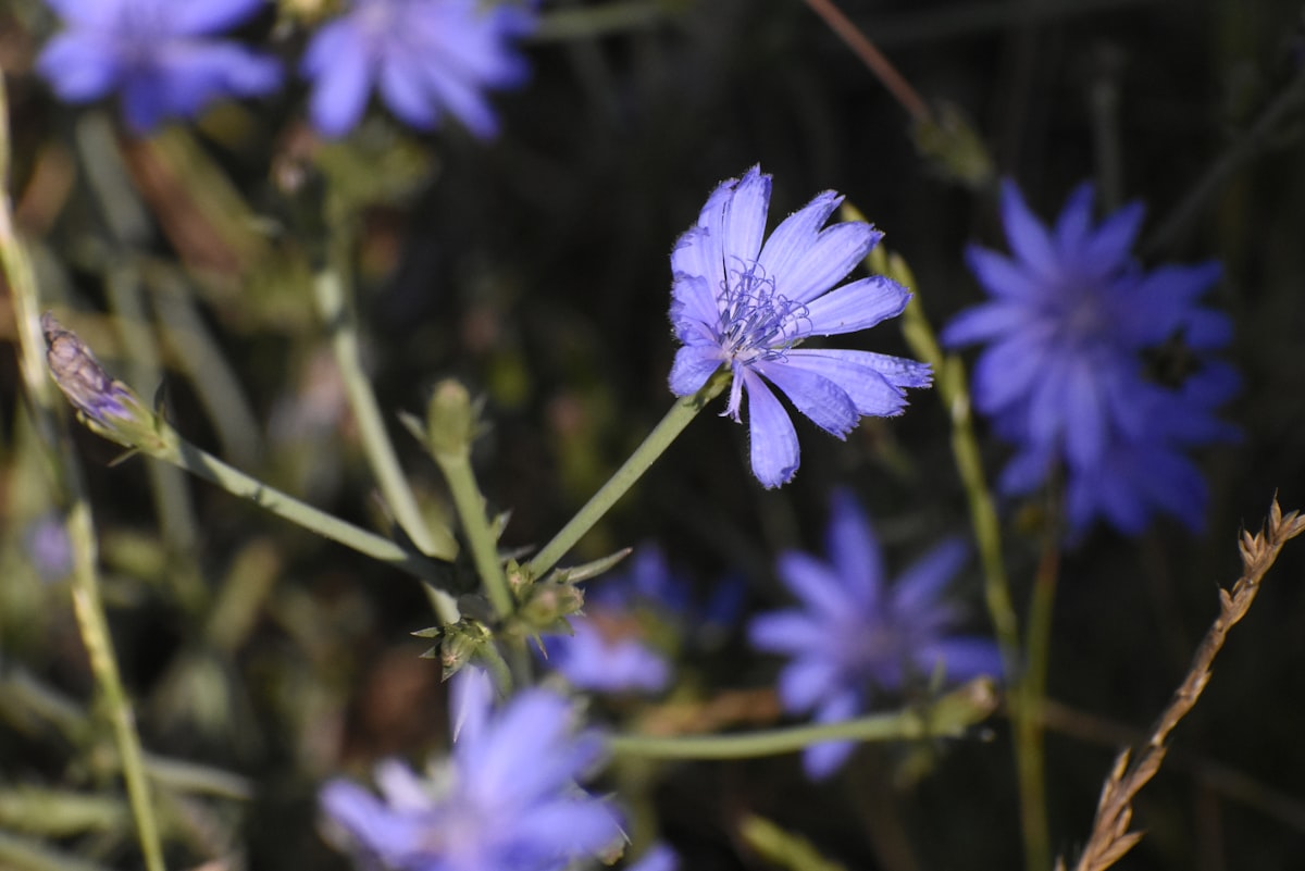 Zichorienblüten in einer Vase