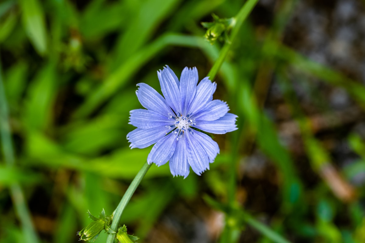 Zichorienblüte am Stängel